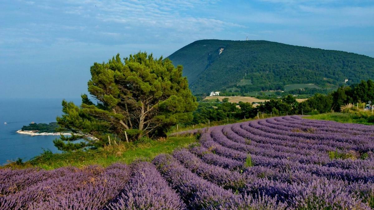 カメラーノ La Violettaヴィラ エクステリア 写真